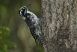 Three-toed woodpecker 